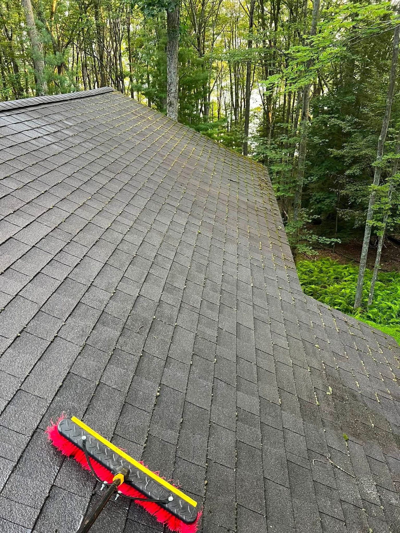Asphalt shingle roof with yellow algae and moss streaks before cleaning